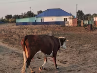 Үнээ, Latvian Blue cattle — 4 зураг