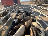 Kambing betina, Goats — foto 2