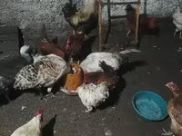Chickens — 사진 6