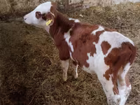Tyre, Simmental cattle — foto 1