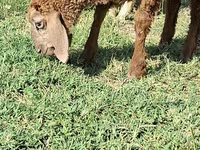 ወንድ ፍየል, Goats — ፎቶ 3