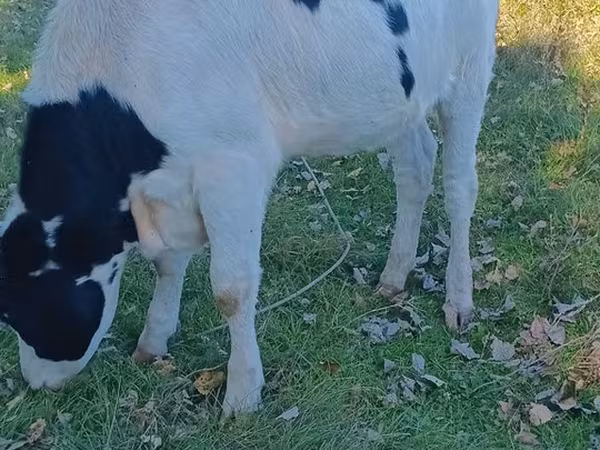 Vache, Russian Black pied cattle