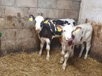 ወንድ በሬ, Simmental cattle — ፎቶ 2