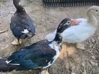 Ducks — 4 зураг