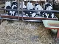 Lembu jantan, Holstein breed — foto 2