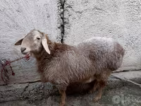 Widder, Rhon sheep — Foto 3