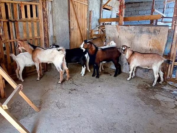 بز ماده, بز
