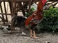 Chickens — zdjęcie 3