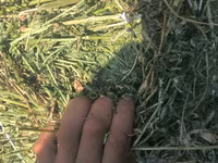 Тюки 2 укос — عکس 2