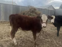 Kuh, Russian Black pied cattle — Foto 6