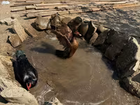 Ducks — عکس 3