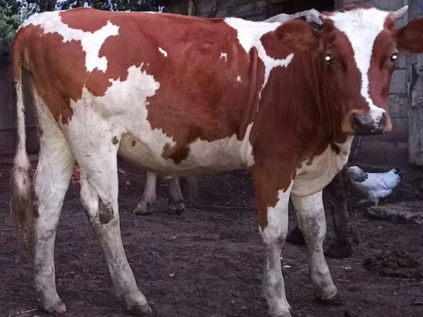 Cow, Cattle — Moldova
