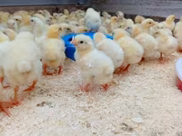 Chickens — foto 2