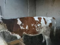 Tehén, Simmental cattle — 5. fotó