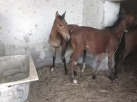 Horses (batch, sex not specified), Horses — photo 5