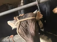 วัวตัวผู้, Swiss cattle — รูปภาพ 4