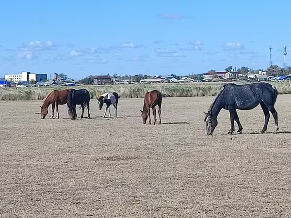 گھوڑی, Horse breed
