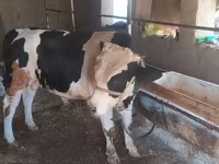 วัวตัวผู้, Russian Black pied cattle — รูปภาพ 4