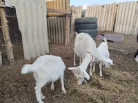بز ماده, بز — عکس 1
