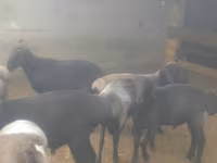 Kambing jantan, Sheep — foto 7
