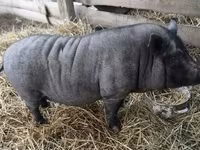 Boar — photo 1