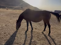 مادیان, Thoroughbred horse — عکس 4