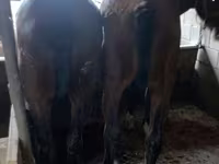 Kůň, Kazakh horse — foto 3