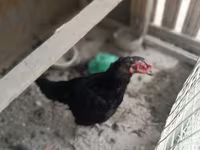 Chickens — عکس 4