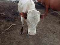 Toro, Simmental cattle — foto 2