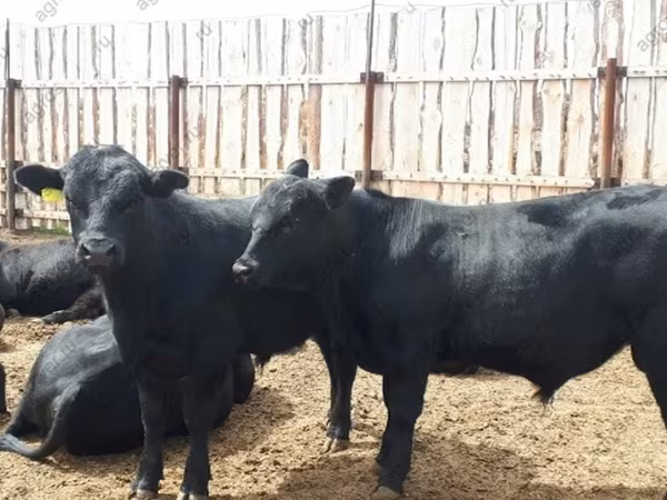 ወንድ በሬ, Cattle