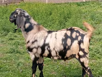 Ziegenbock, Nubian Goat — Foto 1
