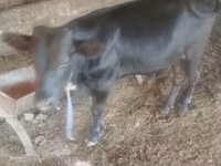 Toro, Bovini — foto 3