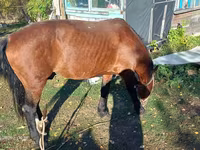 اسب نر, Kazakh horse — عکس 4