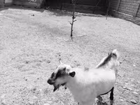 Caprone, Saanen goat — foto 1