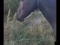 Hoppe, Nonius horse — foto 1
