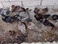 Ducks — ፎቶ 1