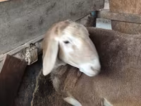 แกะตัวผู้, Arashan sheep — รูปภาพ 7