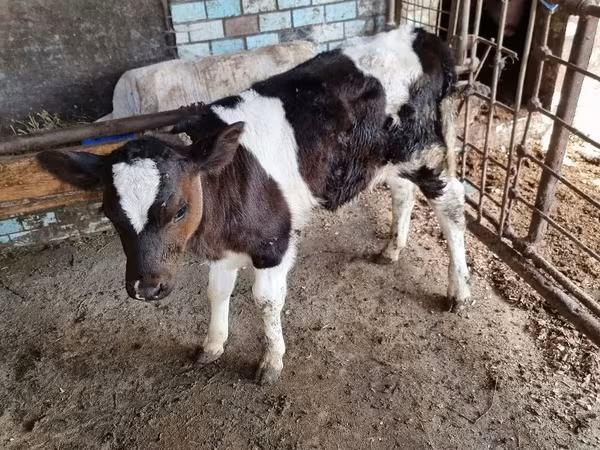 Bò đực, Gia súc