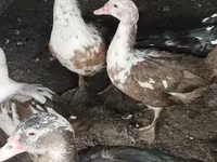 Domestic Muscovy — foto 4