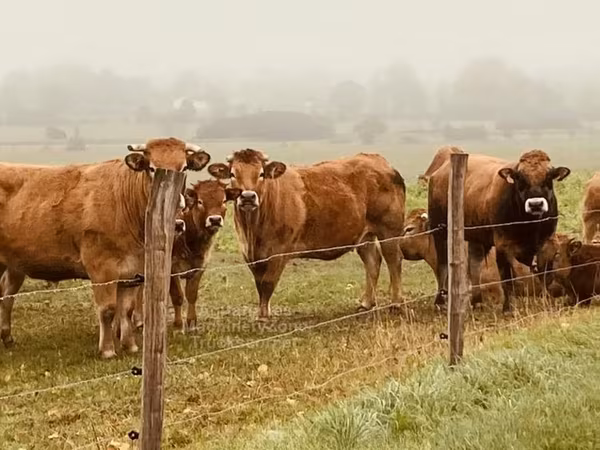 Bull, Partenaise cattle