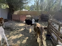 Krowa, Russian Black pied cattle — zdjęcie 4