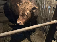 Toro, Ganado vacuno — foto 1