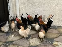 Chickens — 사진 2