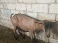 بز ماده, Alpine goat — عکس 2