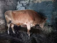 گاو نر, Simmental cattle — عکس 3