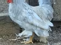 Chickens — sawirka 6