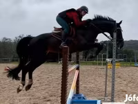 Hingst, Belgian warmblood horse — foto 2