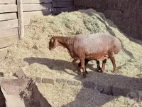 Owca, Owce — zdjęcie 7
