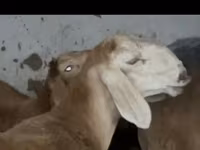 Kambing jantan, Arashan sheep — foto 1