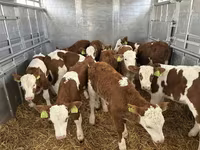 Бик, Simmental cattle — фото 1